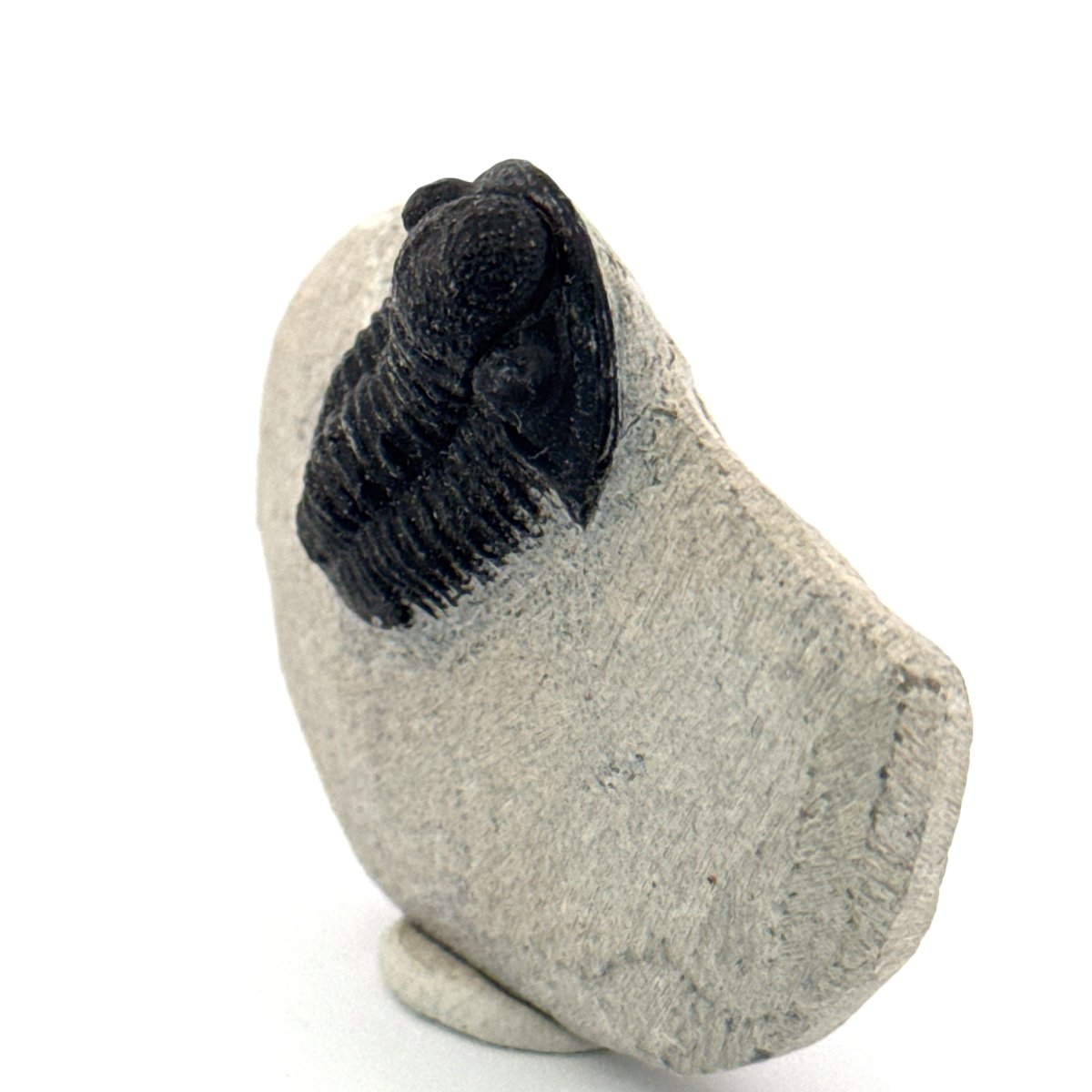 Gerastos granulosus Devonian Trilobite Fossil from Morocco (A018) - FossilsAndMore
