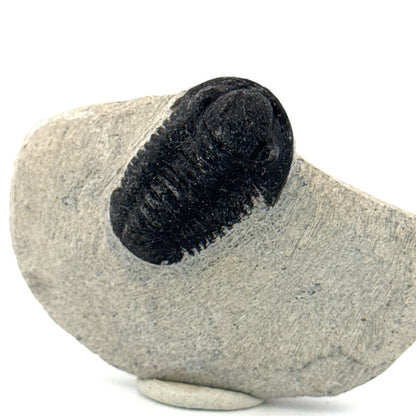 Gerastos granulosus Devonian Trilobite Fossil from Morocco (A018) - FossilsAndMore