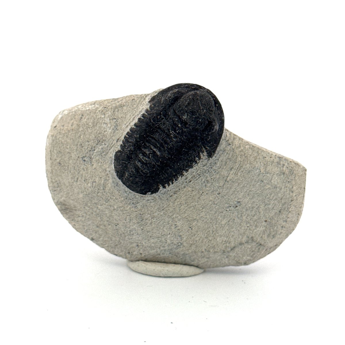 Gerastos granulosus Devonian Trilobite Fossil from Morocco (A018) - FossilsAndMore