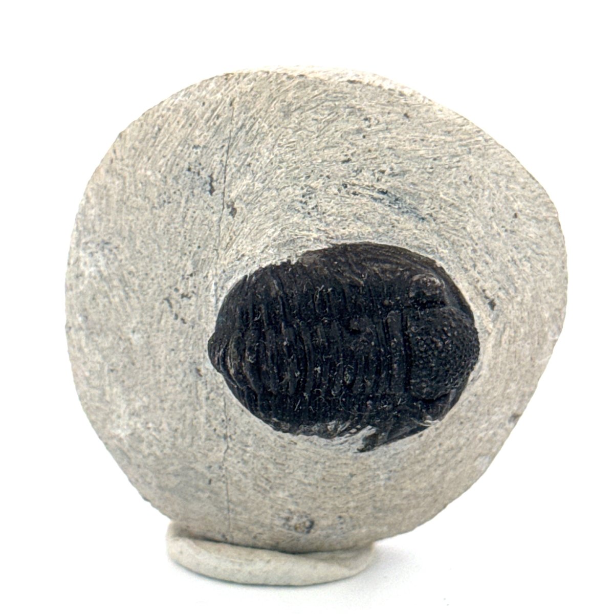 Gerastos granulosus Devonian Trilobite Fossil from Morocco (A019) - FossilsAndMore