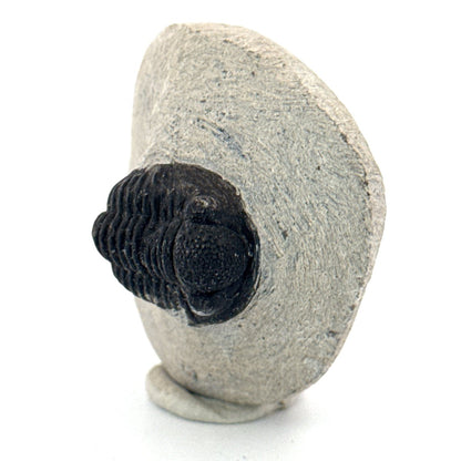 Gerastos granulosus Devonian Trilobite Fossil from Morocco (A019) - FossilsAndMore