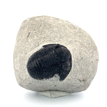 Gerastos granulosus Devonian Trilobite Fossil from Morocco (A020) - FossilsAndMore