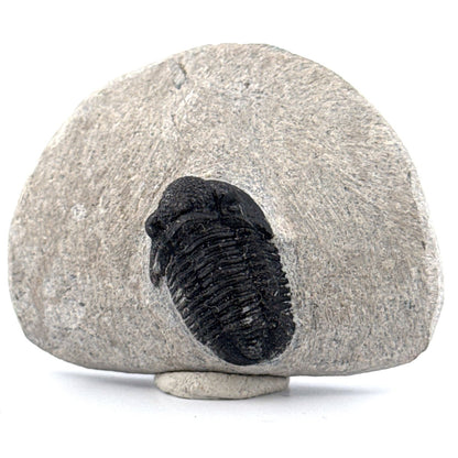 Gerastos granulosus Devonian Trilobite Fossil from Morocco (A021) - FossilsAndMore