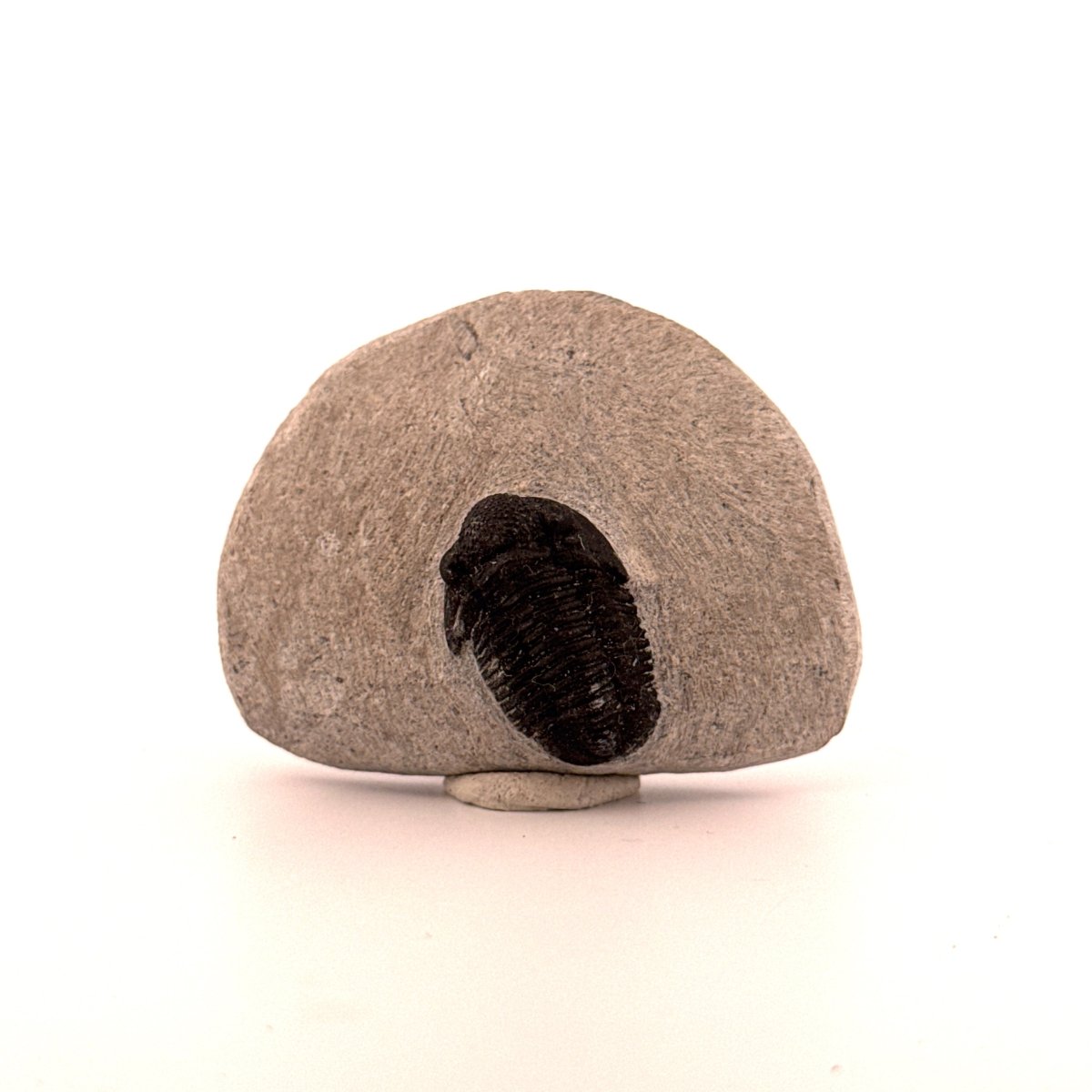 Gerastos granulosus Devonian Trilobite Fossil from Morocco (A021) - FossilsAndMore