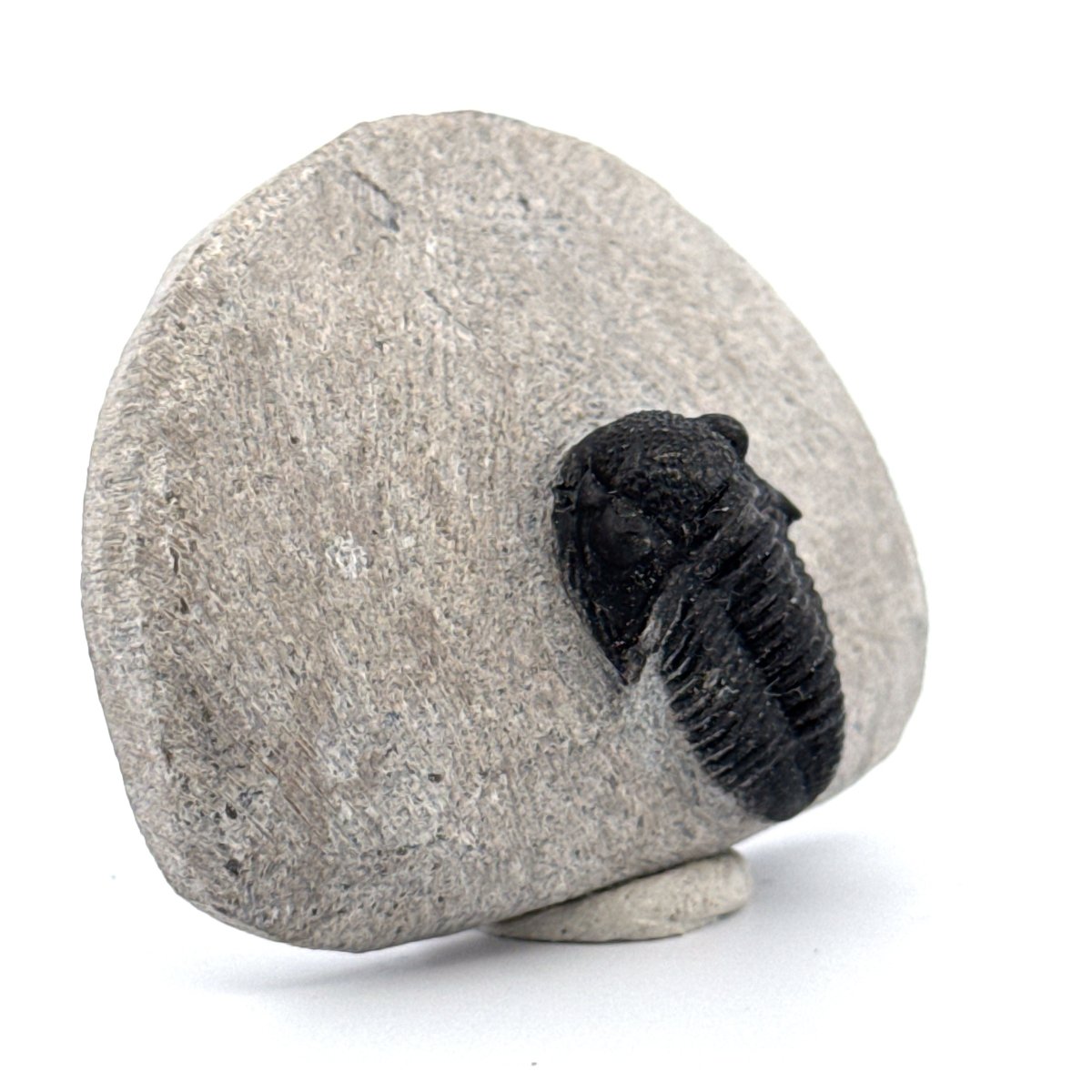 Gerastos granulosus Devonian Trilobite Fossil from Morocco (A021) - FossilsAndMore