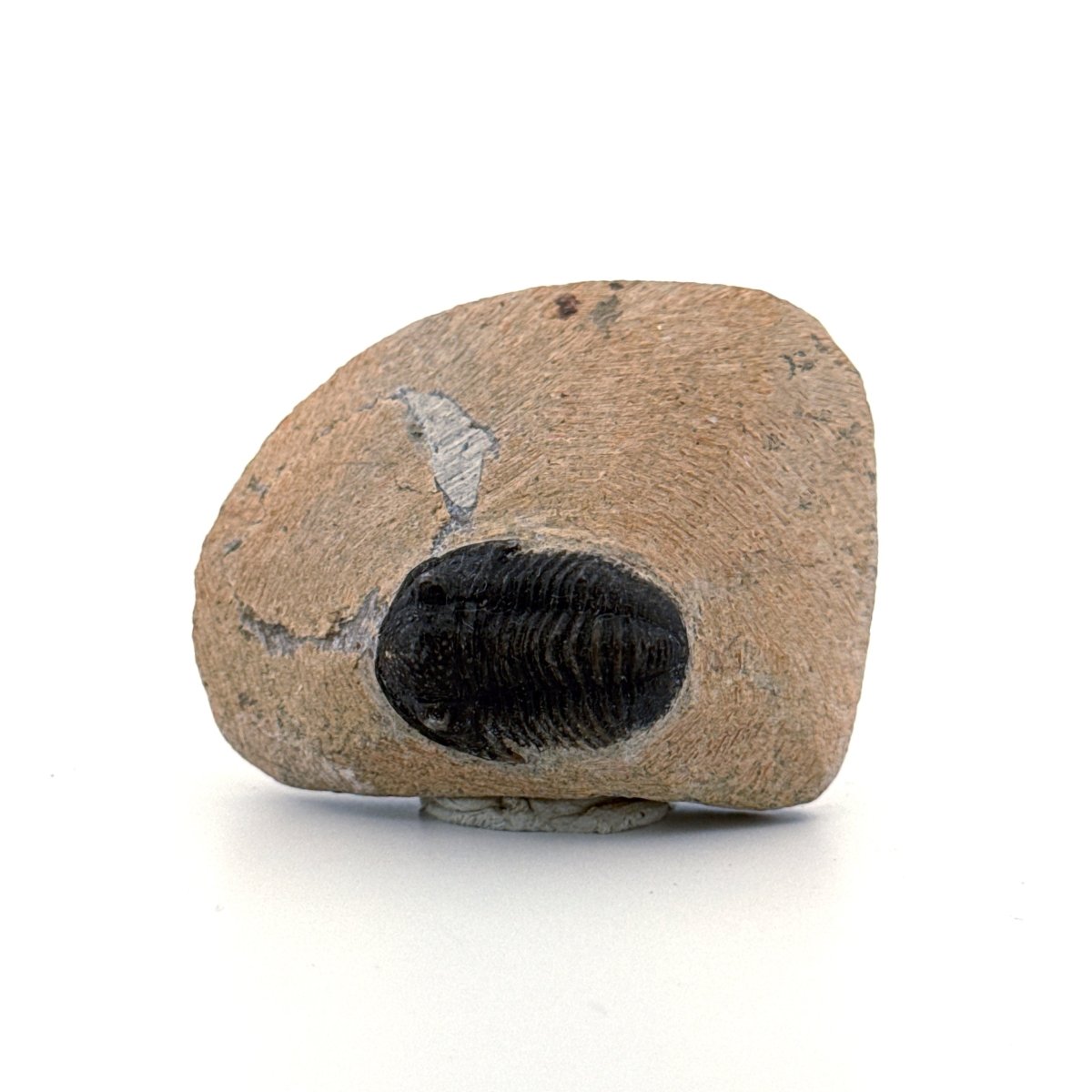 Gerastos granulosus Devonian Trilobite Fossil from Morocco (A022) - FossilsAndMore