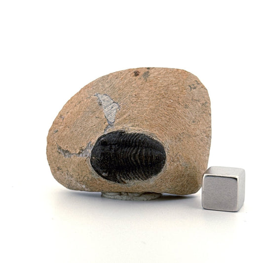 Gerastos granulosus Devonian Trilobite Fossil from Morocco (A022) - FossilsAndMore