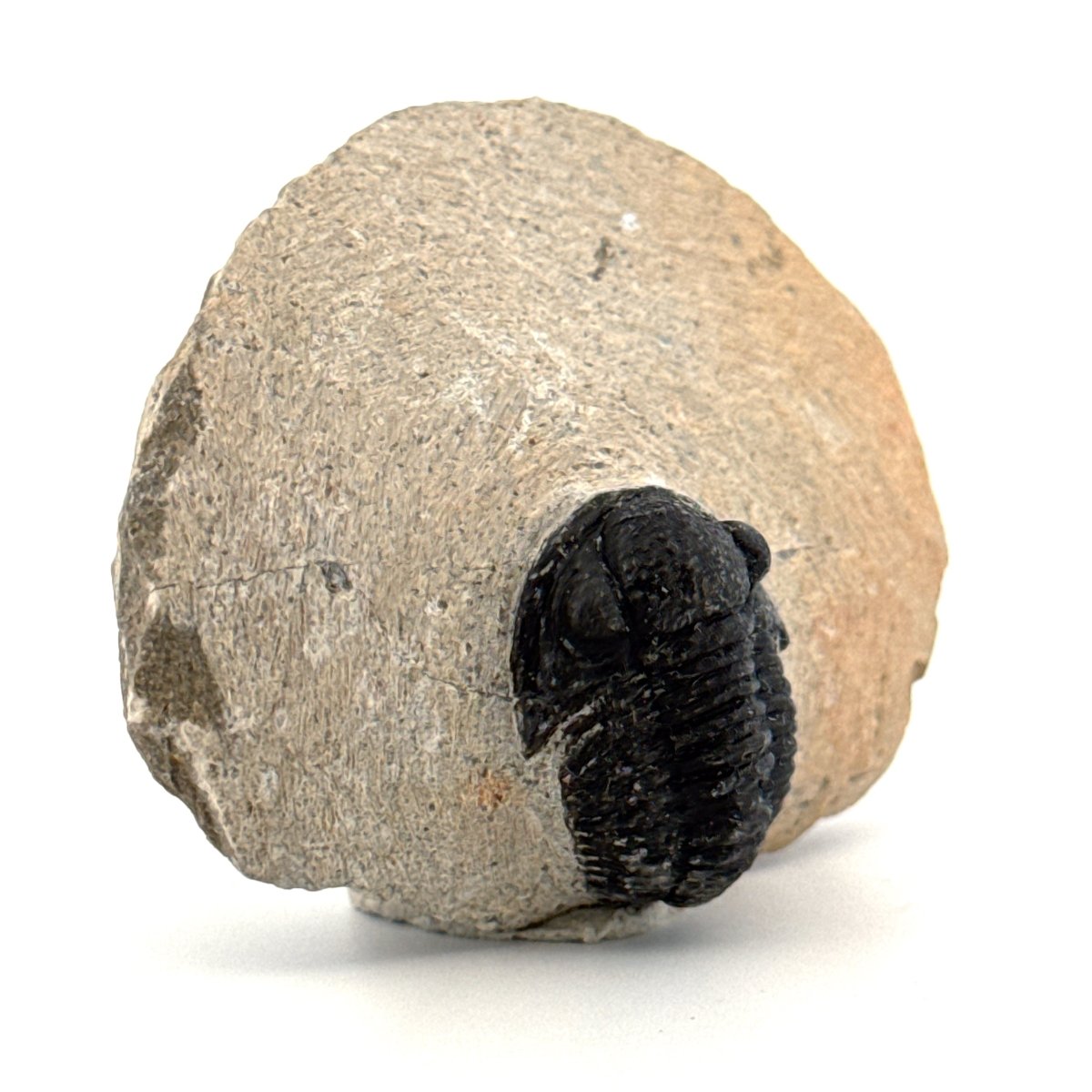 Gerastos granulosus Devonian Trilobite Fossil from Morocco (A023) - FossilsAndMore