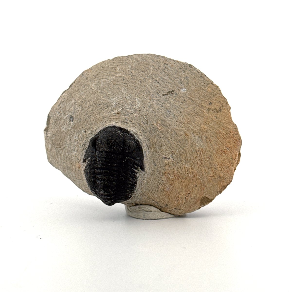 Gerastos granulosus Devonian Trilobite Fossil from Morocco (A023) - FossilsAndMore