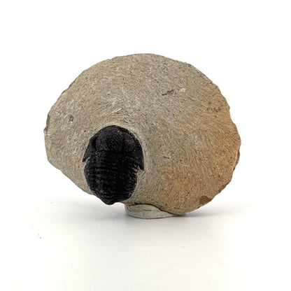 Gerastos granulosus Devonian Trilobite Fossil from Morocco (A023) - FossilsAndMore