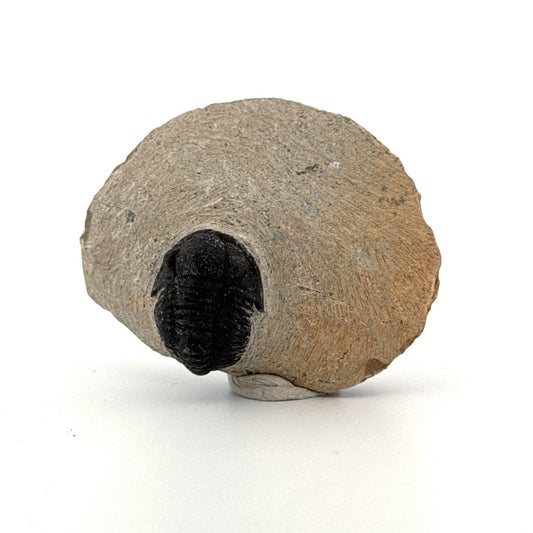 Gerastos granulosus Devonian Trilobite Fossil from Morocco (A023) - FossilsAndMore