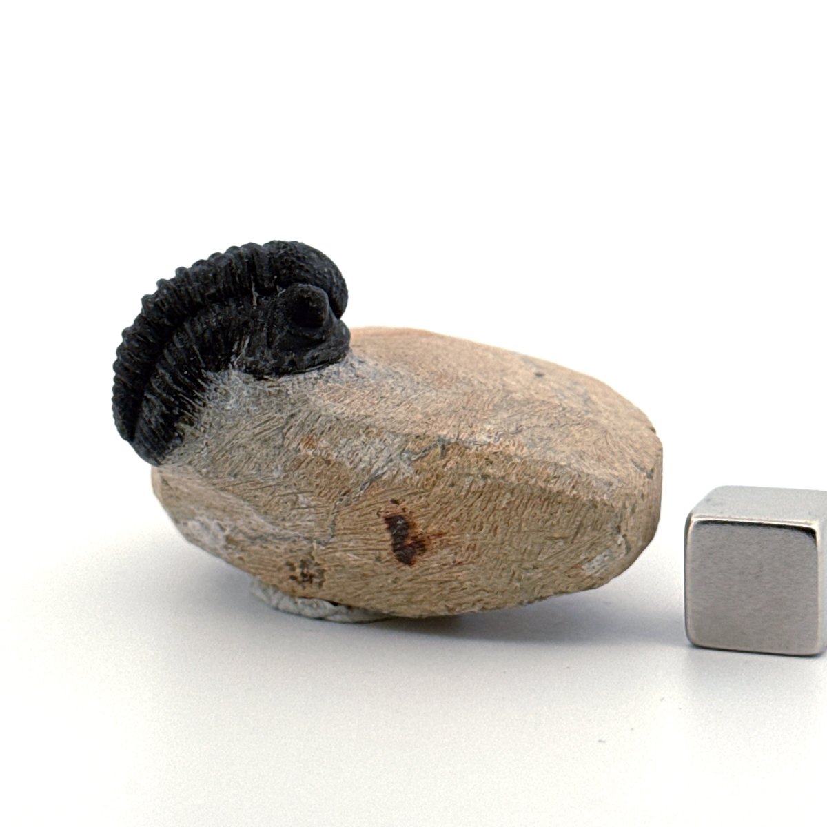 Gerastos granulosus Devonian Trilobite Fossil from Morocco (A024) - FossilsAndMore
