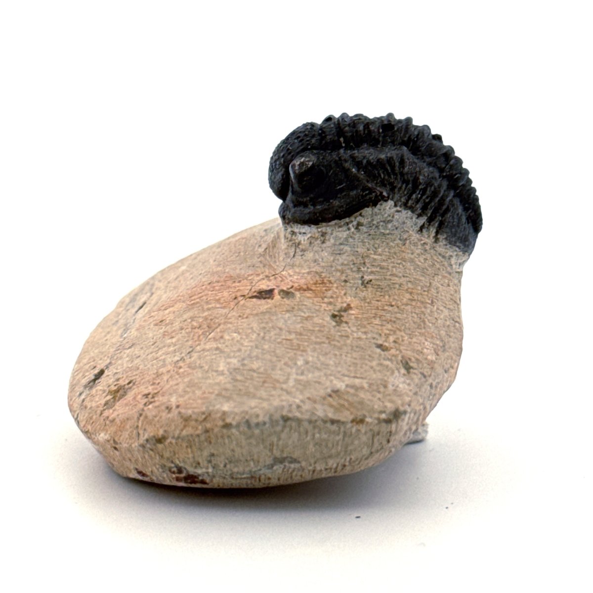 Gerastos granulosus Devonian Trilobite Fossil from Morocco (A024) - FossilsAndMore