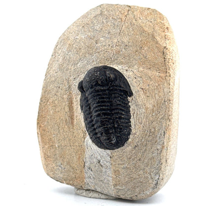 Gerastos granulosus Devonian Trilobite Fossil from Morocco (A025) - FossilsAndMore