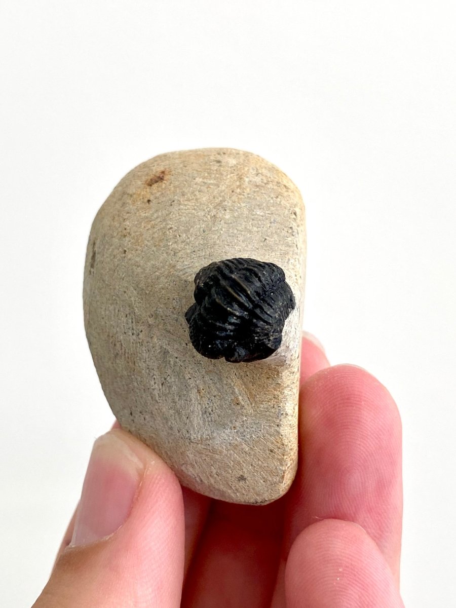 Gerastos granulosus Trilobite Fossil (A001) - FossilsAndMore
