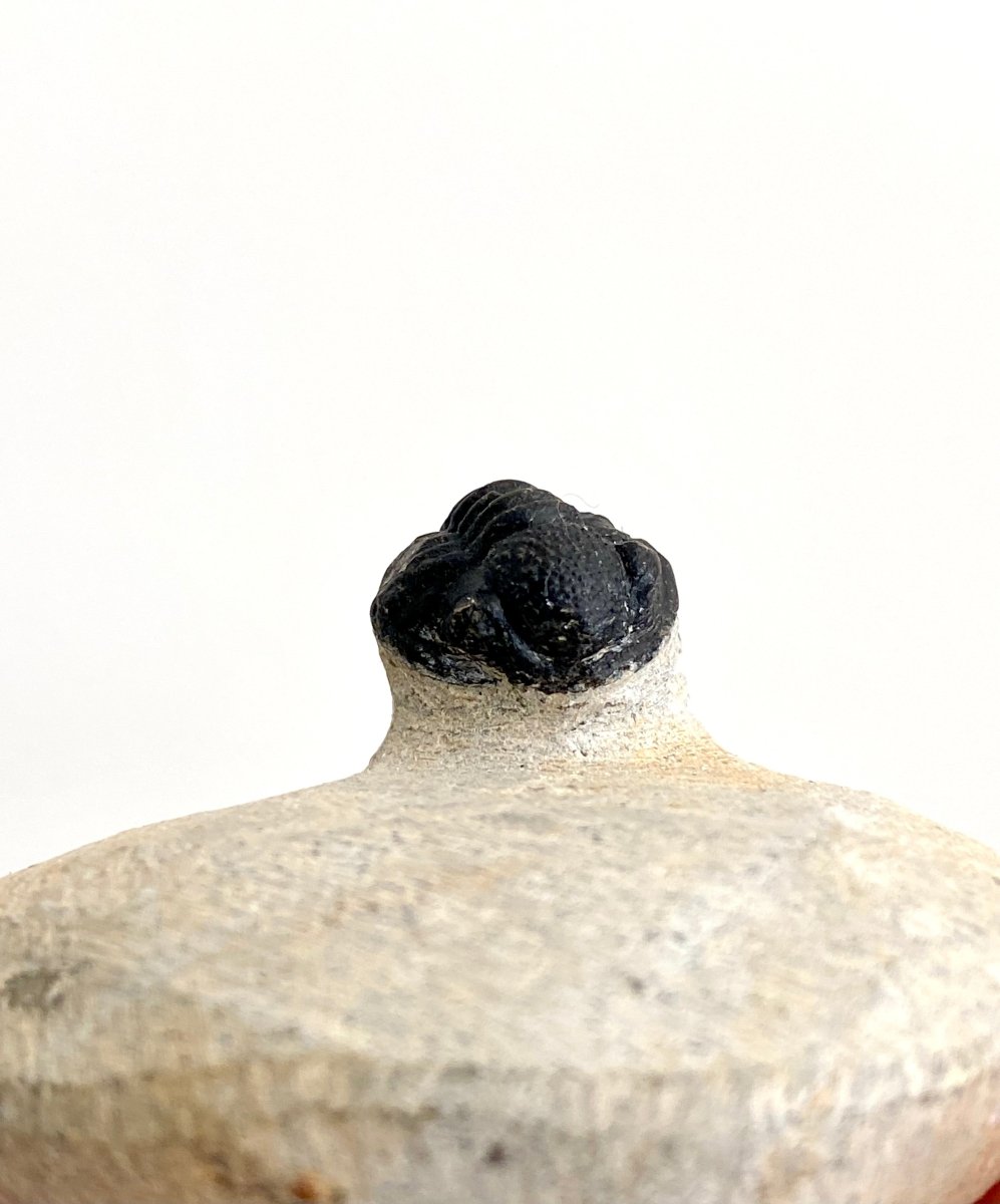 Gerastos granulosus Trilobite Fossil (A001) - FossilsAndMore