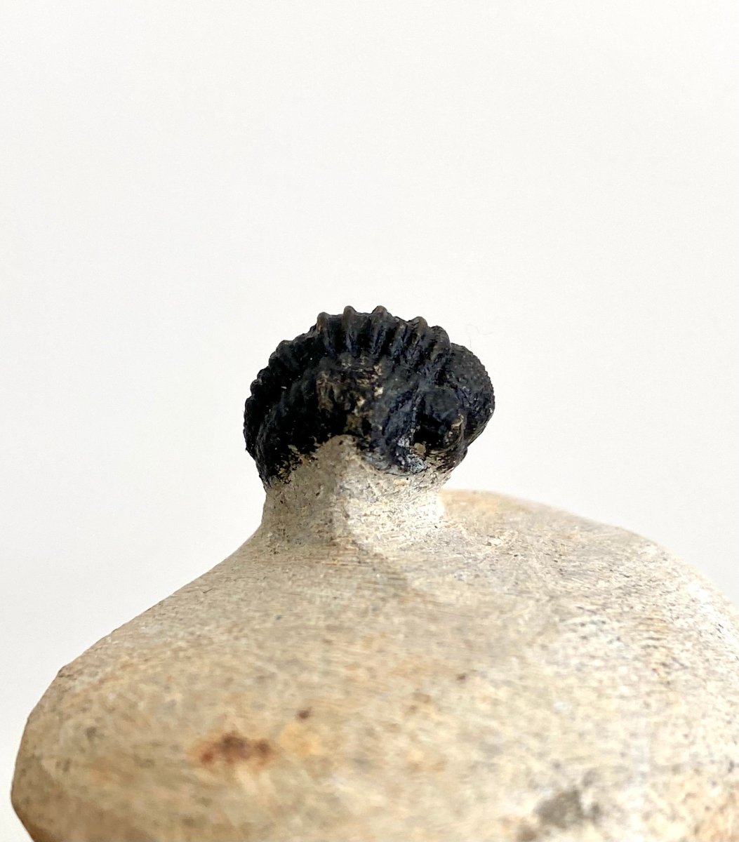 Gerastos granulosus Trilobite Fossil (A001) - FossilsAndMore