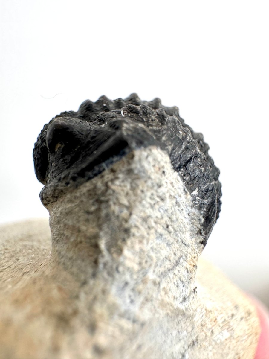 Gerastos granulosus Trilobite Fossil (A001) - FossilsAndMore
