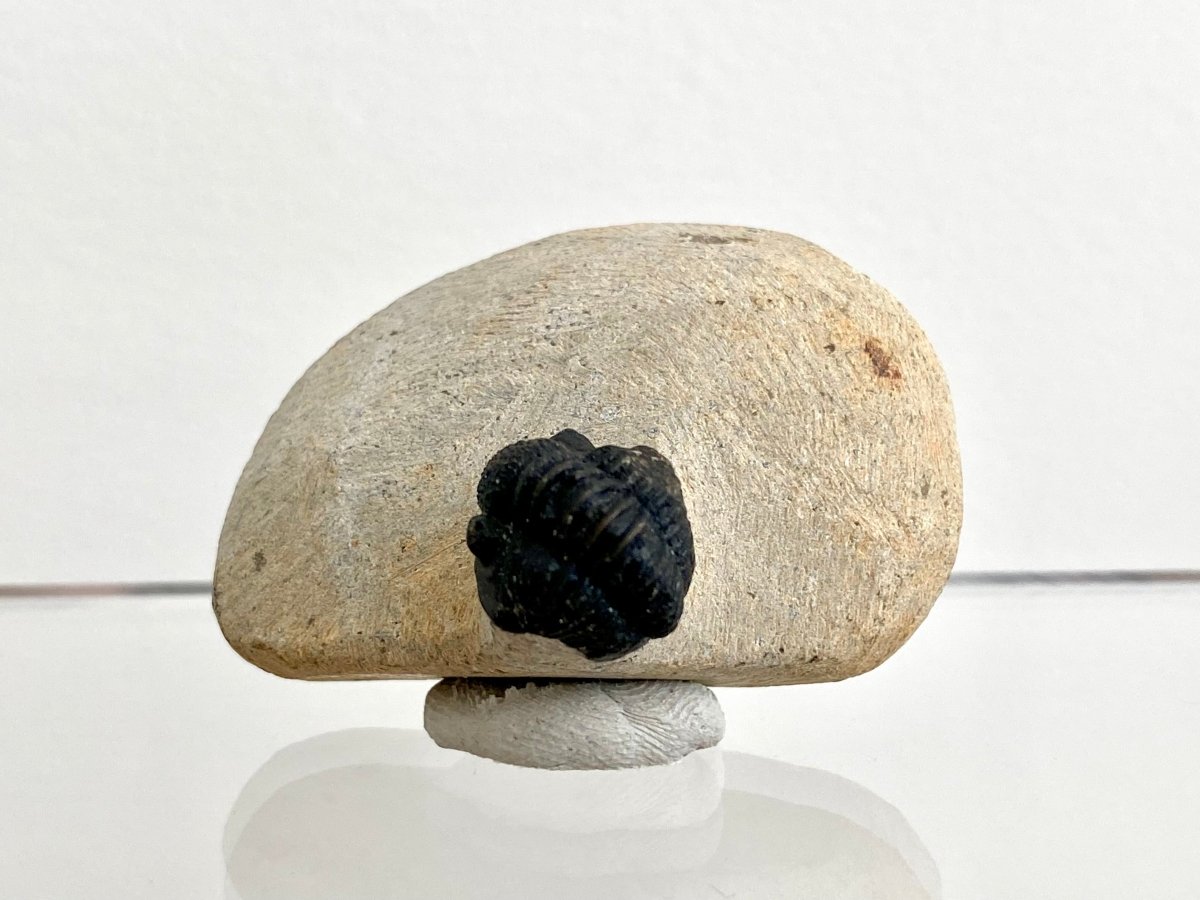 Gerastos granulosus Trilobite Fossil (A001) - FossilsAndMore