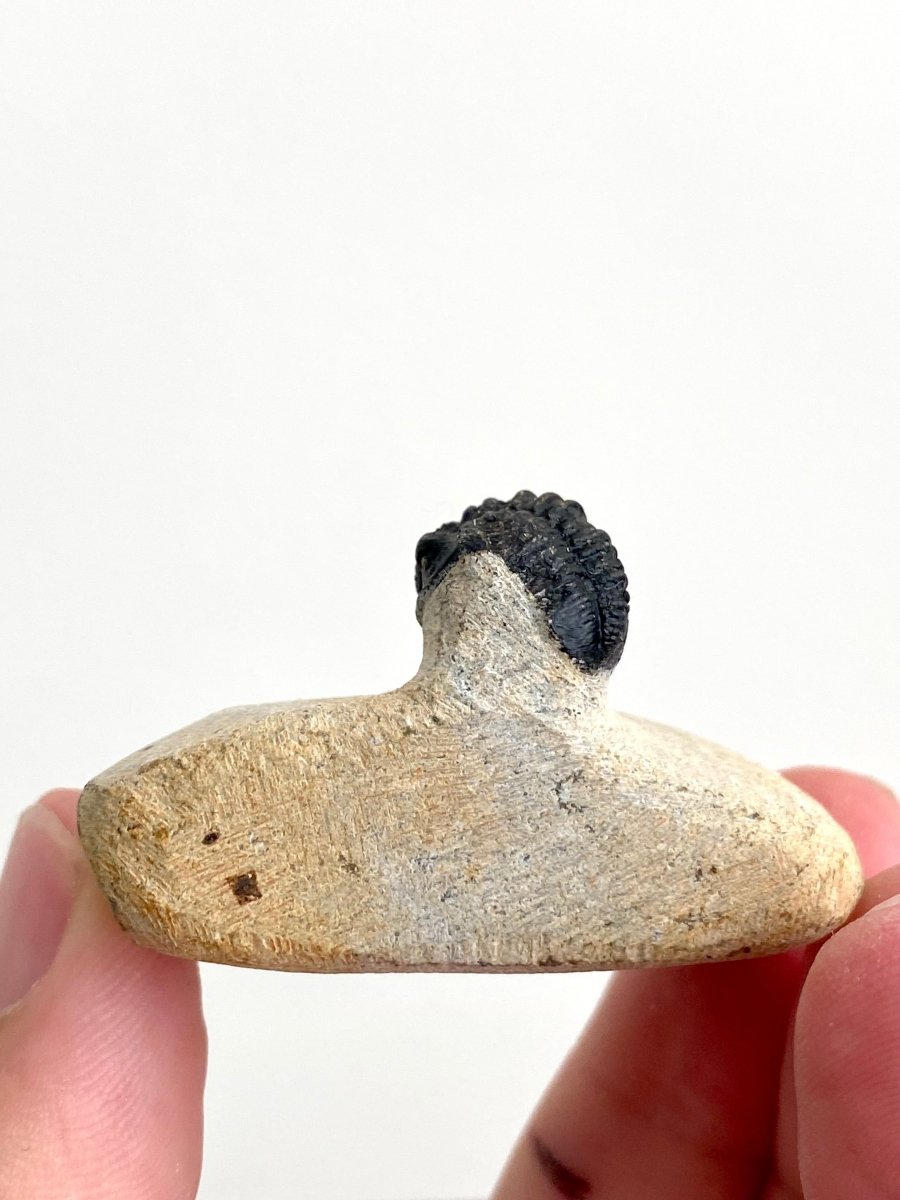 Gerastos granulosus Trilobite Fossil (A001) - FossilsAndMore