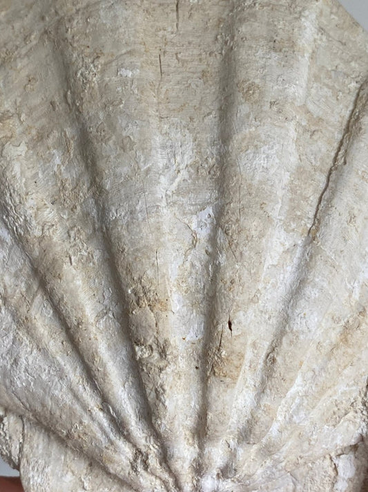 Gigantopecten Fossil Shell – Miocene Period, France (5.50"), 1400 Grams - FossilsAndMore