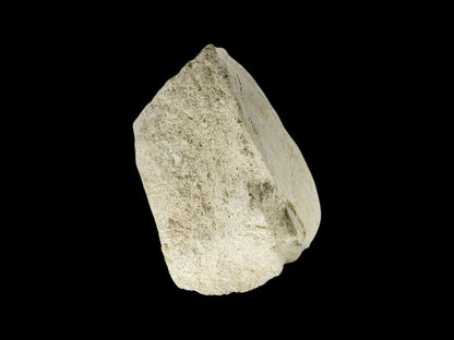 Gigantopecten Fossil Shell – Miocene Period, France (5.65") - FossilsAndMore