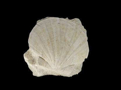 Gigantopecten Fossil Shell – Miocene Period, France (5.65") - FossilsAndMore