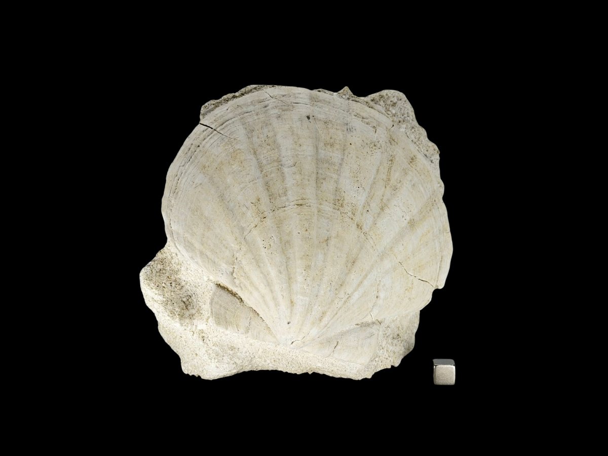 Gigantopecten Fossil Shell – Miocene Period, France (5.65") - FossilsAndMore