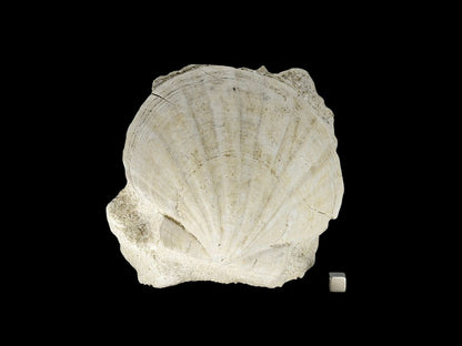 Gigantopecten Fossil Shell – Miocene Period, France (5.65") - FossilsAndMore