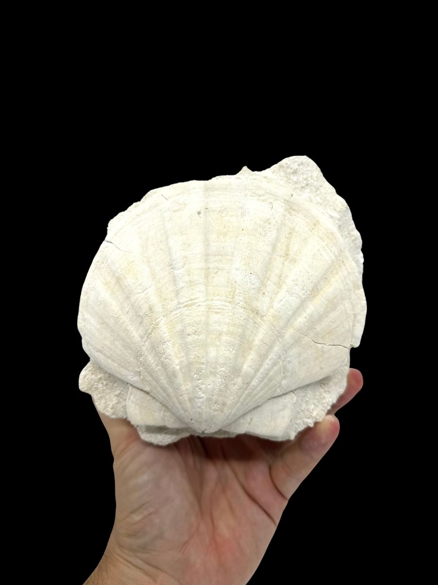 Gigantopecten Fossil Shell – Miocene Period, France (5.65") - FossilsAndMore