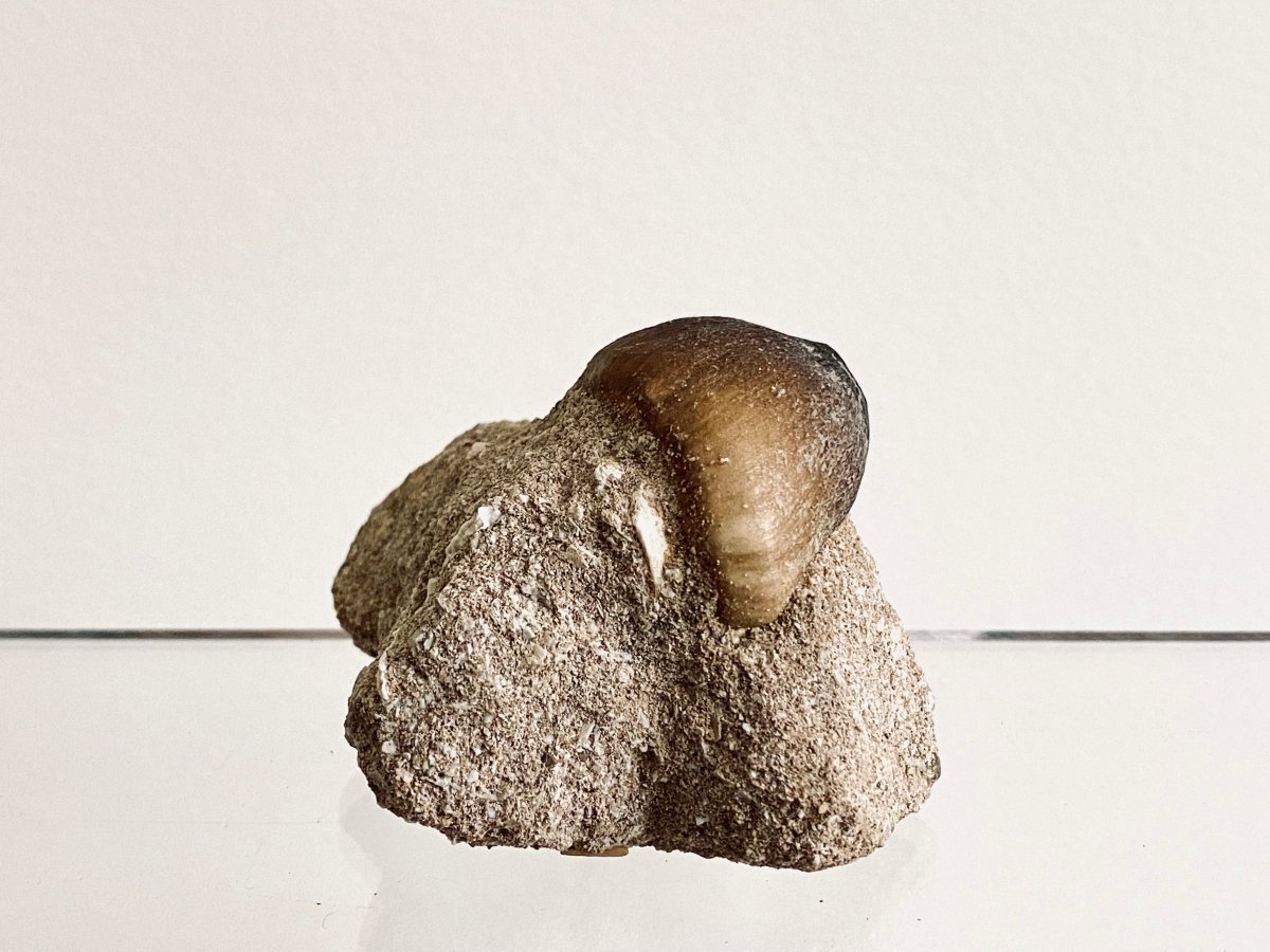 Globidens fossil tooth in Matrix, mosasaur species (1.00") - FossilsAndMore
