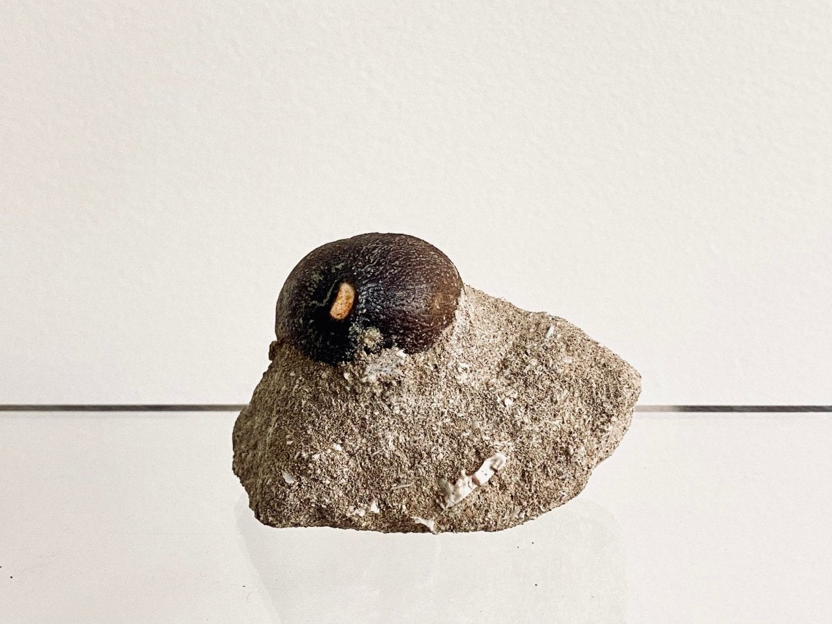 Globidens fossil tooth in Matrix, mosasaur species (1.00") - FossilsAndMore