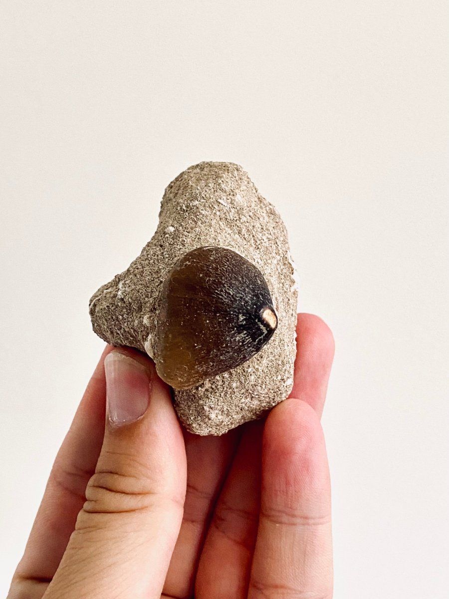 Globidens fossil tooth in Matrix, mosasaur species (1.00") - FossilsAndMore