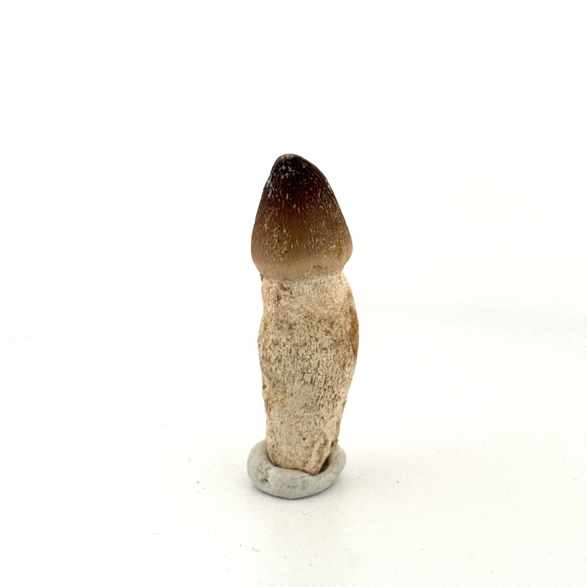 Globidens fossil tooth with natural root (2.05") - Cretaceous, Morocco - FossilsAndMore