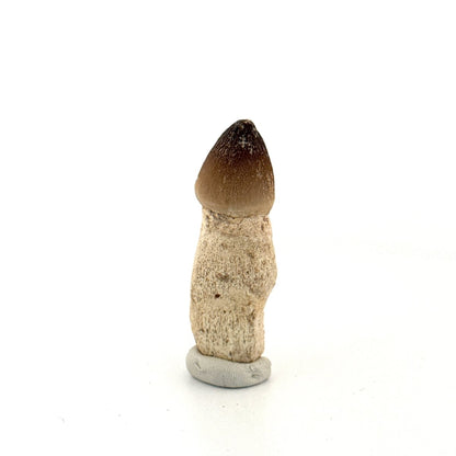 Globidens fossil tooth with natural root (2.05") - Cretaceous, Morocco - FossilsAndMore