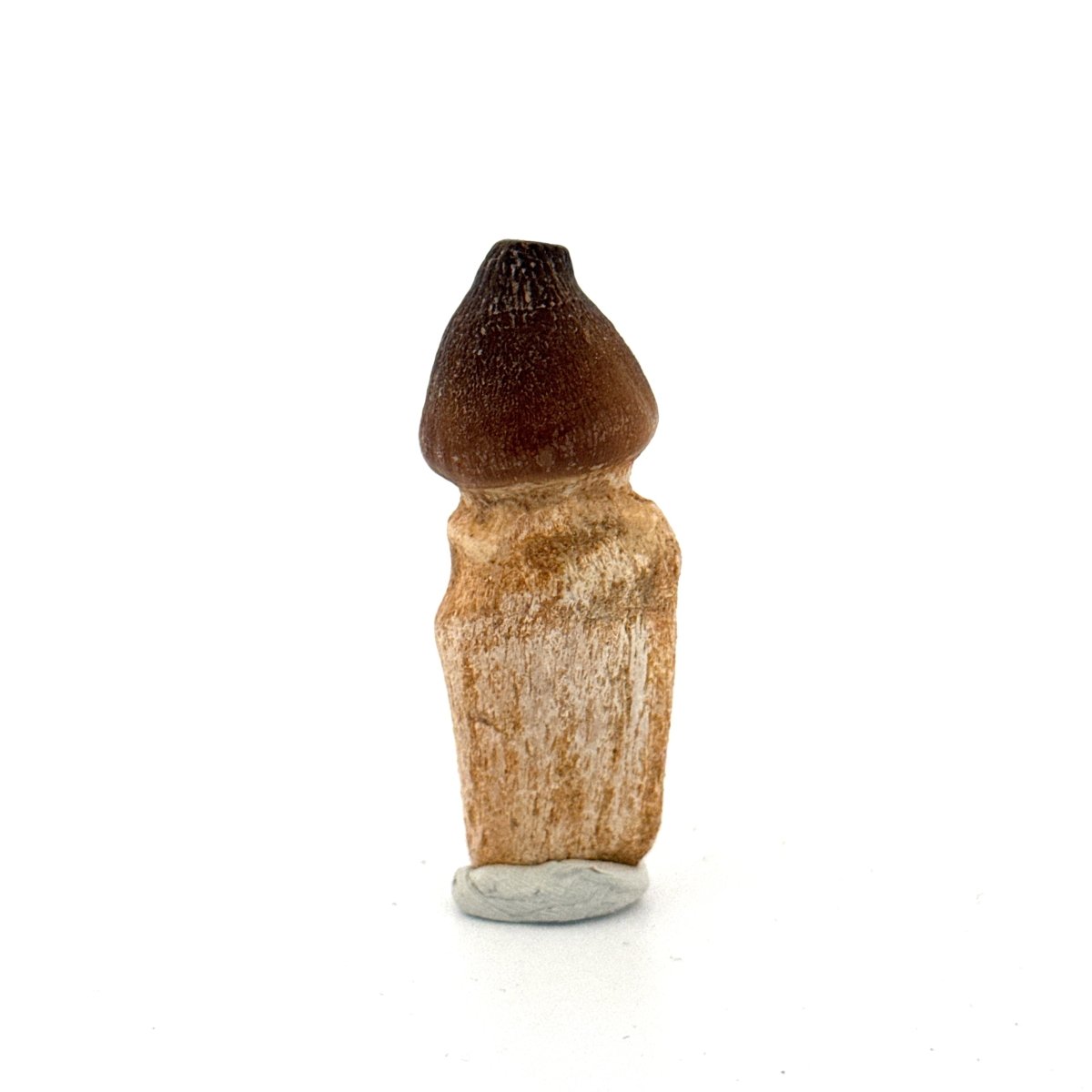 Globidens fossil tooth with natural root (2.17") - Cretaceous, Morocco - FossilsAndMore