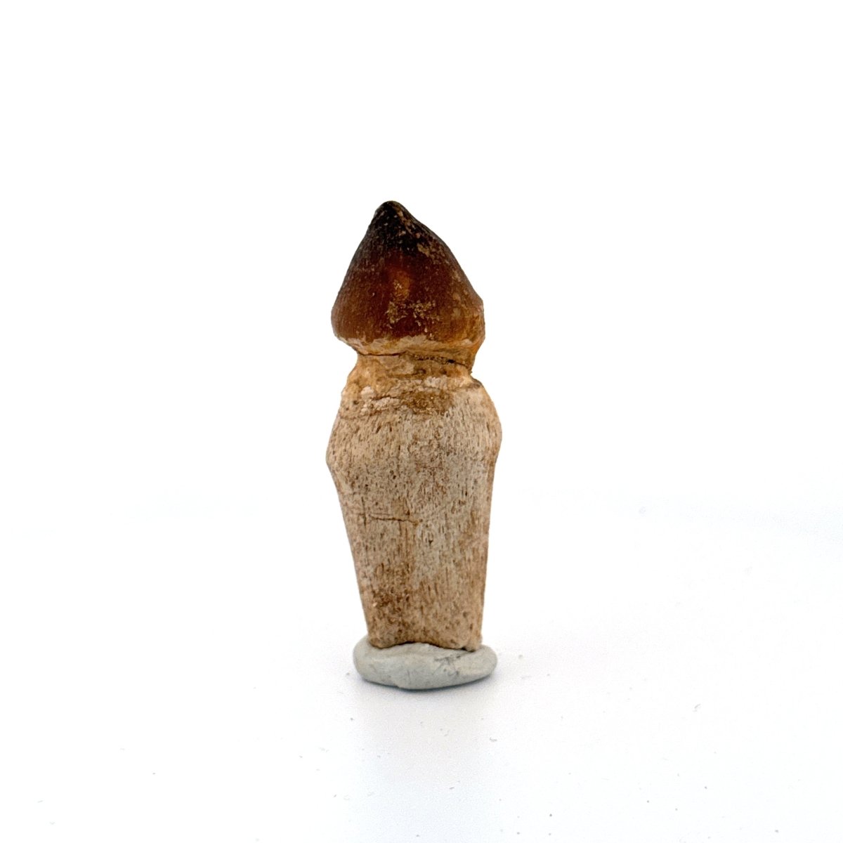 Globidens fossil tooth with natural root (2.49") - Cretaceous, Morocco - FossilsAndMore