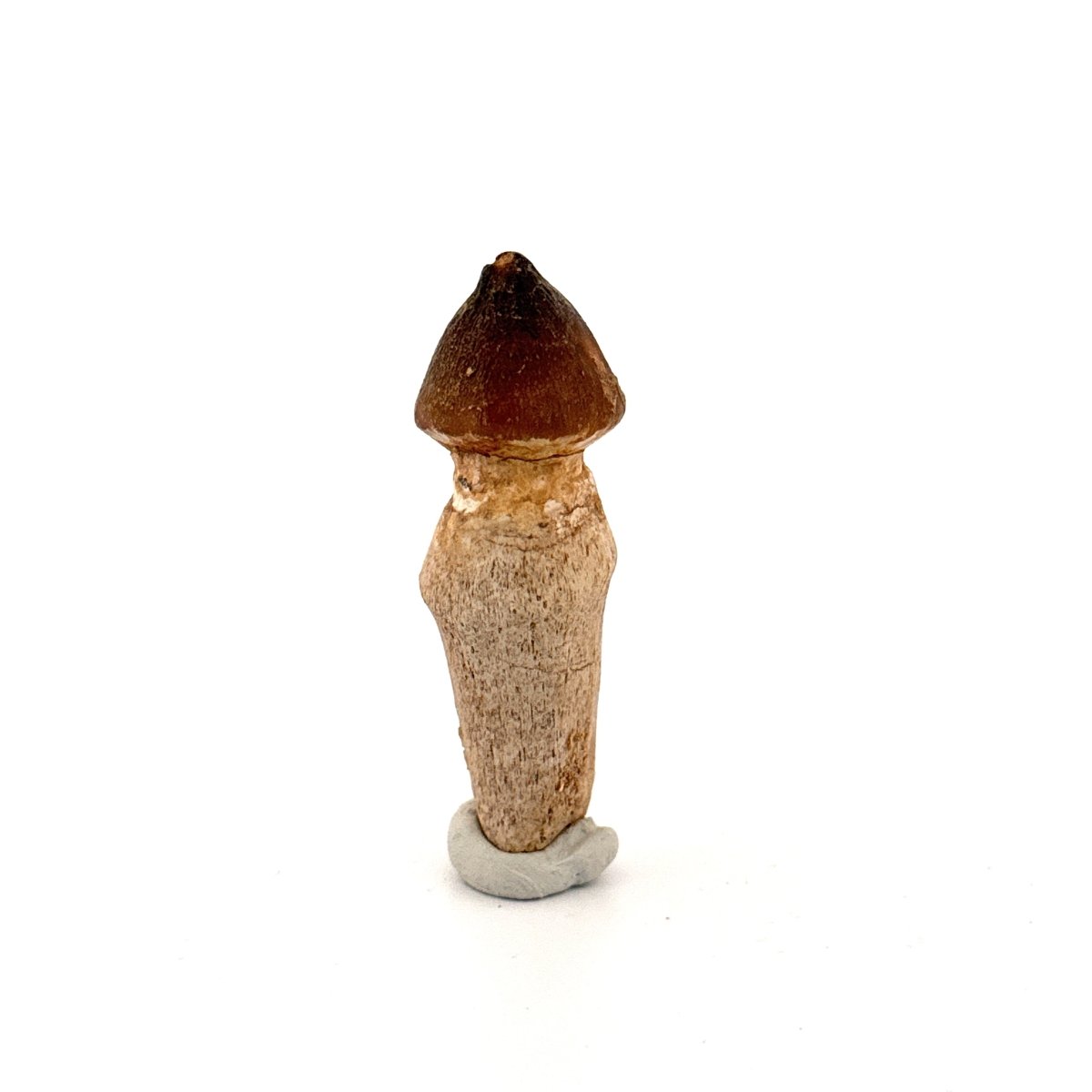 Globidens fossil tooth with natural root (2.49") - Cretaceous, Morocco - FossilsAndMore