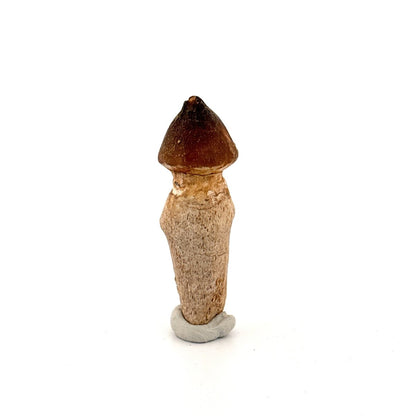 Globidens fossil tooth with natural root (2.49") - Cretaceous, Morocco - FossilsAndMore