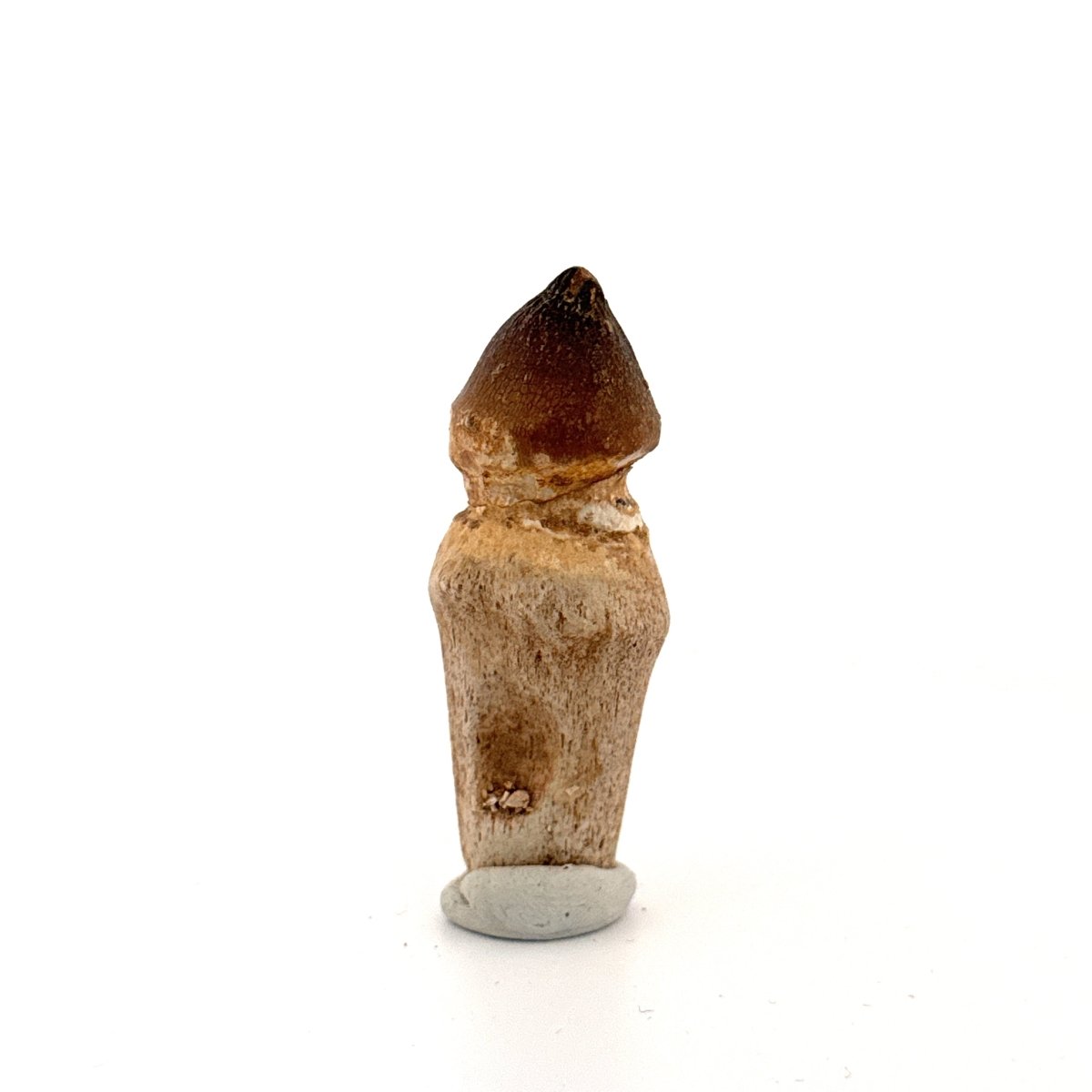 Globidens fossil tooth with natural root (2.49") - Cretaceous, Morocco - FossilsAndMore