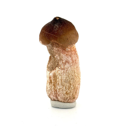 Globidens fossil tooth with natural root (2.50") - Cretaceous, Morocco - FossilsAndMore