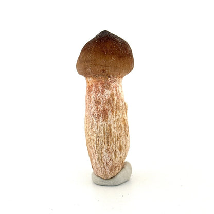 Globidens fossil tooth with natural root (2.50") - Cretaceous, Morocco - FossilsAndMore