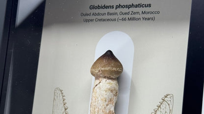 Globidens phosphaticus (mosasaur species) Rooted Tooth in Large Deep Box Frame - FossilsAndMore