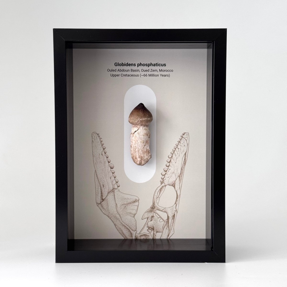 Globidens phosphaticus (mosasaur species) Rooted Tooth in Large Deep Box Frame - FossilsAndMore