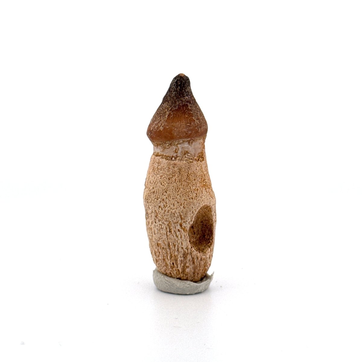 Globidens phosphaticus tooth with natural root from Cretaceous, Morocco (1.87") - FossilsAndMore