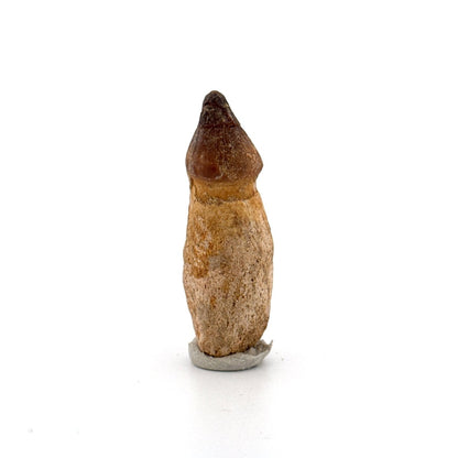 Globidens phosphaticus tooth with natural root from Cretaceous, Morocco (1.87") - FossilsAndMore
