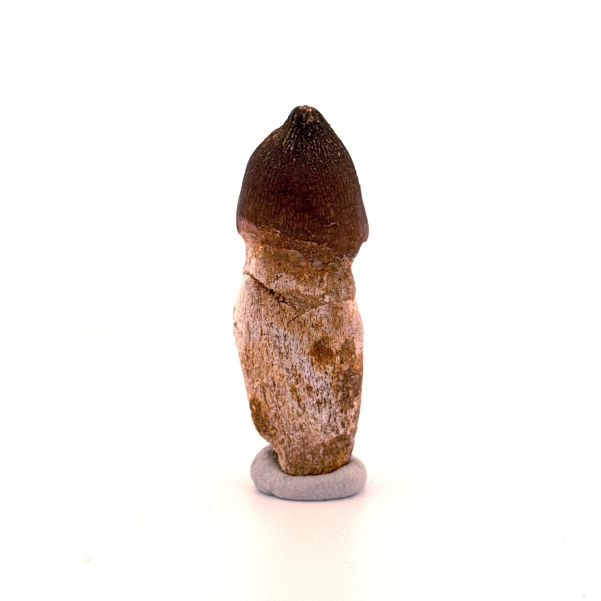 Globidens phosphaticus tooth with natural root from Cretaceous, Morocco (2.28") - FossilsAndMore