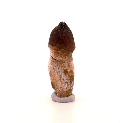 Globidens phosphaticus tooth with natural root from Cretaceous, Morocco (2.28") - FossilsAndMore