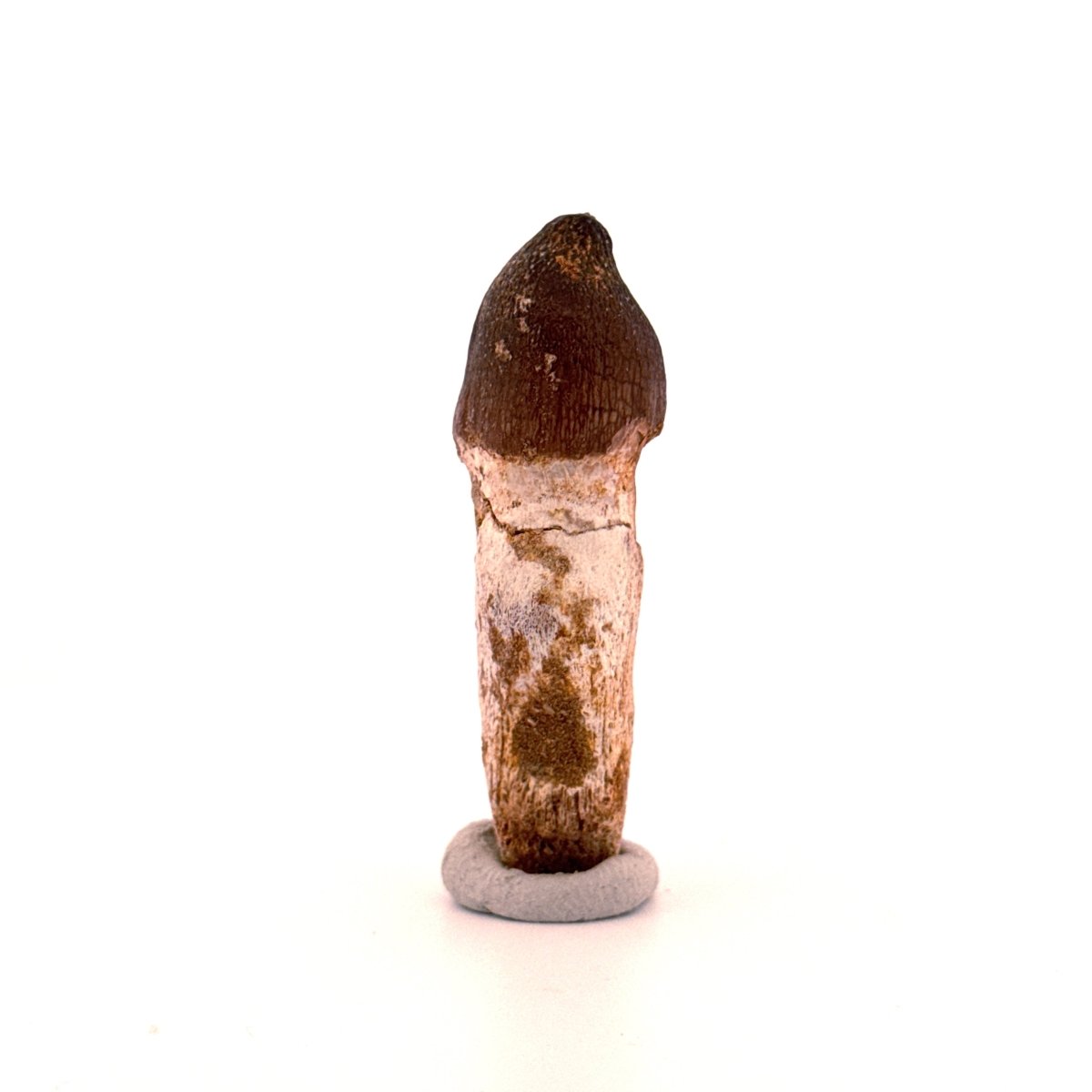 Globidens phosphaticus tooth with natural root from Cretaceous, Morocco (2.28") - FossilsAndMore