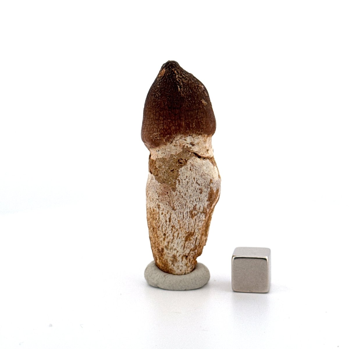 Globidens phosphaticus tooth with natural root from Cretaceous, Morocco (2.28") - FossilsAndMore